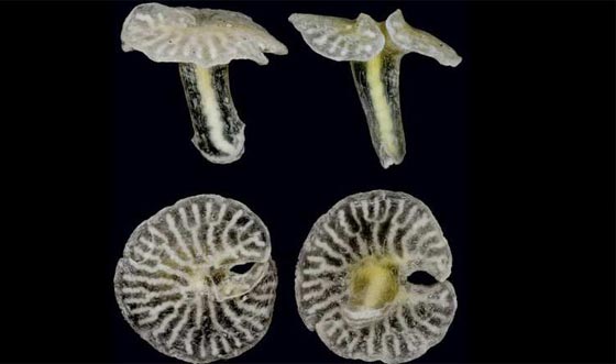 اغن نظرك واثره بمشاهدة صور 10 حيوانات ونباتات تم اكتشافها حديثا صورة رقم 5 اغن نظرك واثره بمشاهدة صور 10 حيوانات ونباتات تم اكتشافها حديثا صورة رقم 5