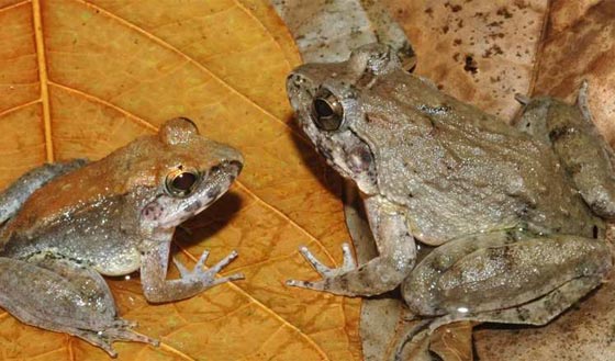 اغن نظرك واثره بمشاهدة صور 10 حيوانات ونباتات تم اكتشافها حديثا صورة رقم 7 اغن نظرك واثره بمشاهدة صور 10 حيوانات ونباتات تم اكتشافها حديثا صورة رقم 7