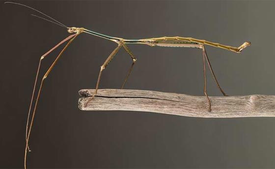 اغن نظرك واثره بمشاهدة صور 10 حيوانات ونباتات تم اكتشافها حديثا صورة رقم 8 اغن نظرك واثره بمشاهدة صور 10 حيوانات ونباتات تم اكتشافها حديثا صورة رقم 8