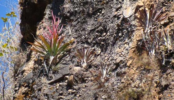 اغن نظرك واثره بمشاهدة صور 10 حيوانات ونباتات تم اكتشافها حديثا صورة رقم 9 اغن نظرك واثره بمشاهدة صور 10 حيوانات ونباتات تم اكتشافها حديثا صورة رقم 9