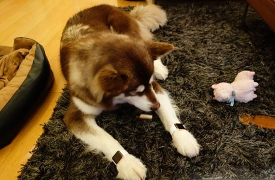 ثري صيني يشتري لكلبه ساعتين من ساعات ابل المتطورة صورة رقم 1