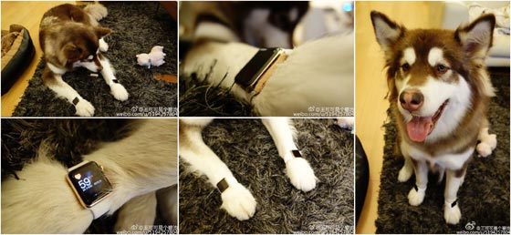 ثري صيني يشتري لكلبه ساعتين من ساعات ابل المتطورة صورة رقم 2