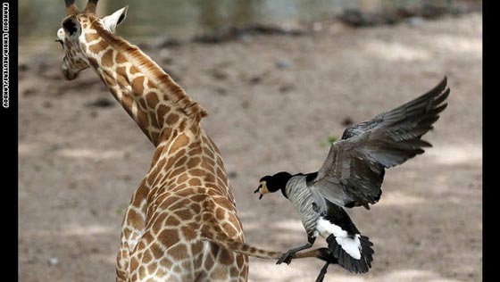 بالصور.. ابرز أحداث الاسبوع الأخير بالصورة والكلمة صورة رقم 18 بالصور.. ابرز أحداث الاسبوع الأخير بالصورة والكلمة صورة رقم 18