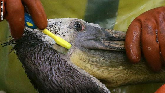 بالصور.. ابرز أحداث الاسبوع الأخير بالصورة والكلمة صورة رقم 5 بالصور.. ابرز أحداث الاسبوع الأخير بالصورة والكلمة صورة رقم 5