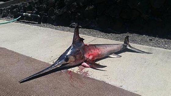 صراع شرس جدا بين صياد امريكي وسمكة ابو سيف.. تنتهي بمقتل الصياد صورة رقم 1