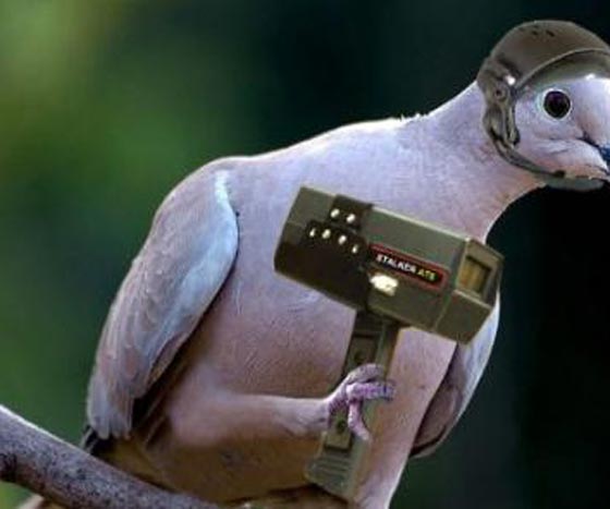 حمامة باكستانية تتجسس على الهند حاملة رسالة غامضة صورة رقم 1