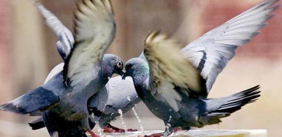 حمامة باكستانية تتجسس على الهند حاملة رسالة غامضة صورة رقم 3