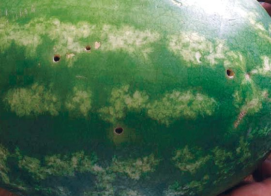 الامارات تحذر من البطيخ الايراني قد يكون محقونا بالسموم  صورة رقم 2