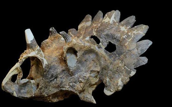  الكشف عن الديناصور الشيطان في كندا يعود الى 68 مليون عام صورة رقم 2