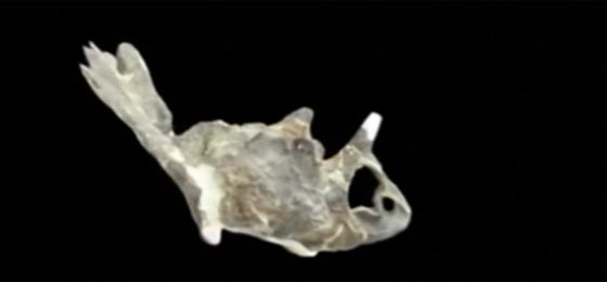  الكشف عن الديناصور الشيطان في كندا يعود الى 68 مليون عام صورة رقم 4