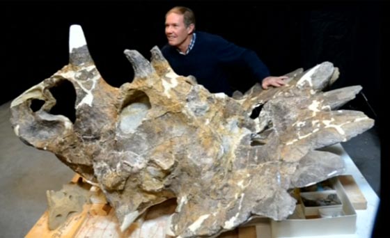  الكشف عن الديناصور الشيطان في كندا يعود الى 68 مليون عام صورة رقم 1