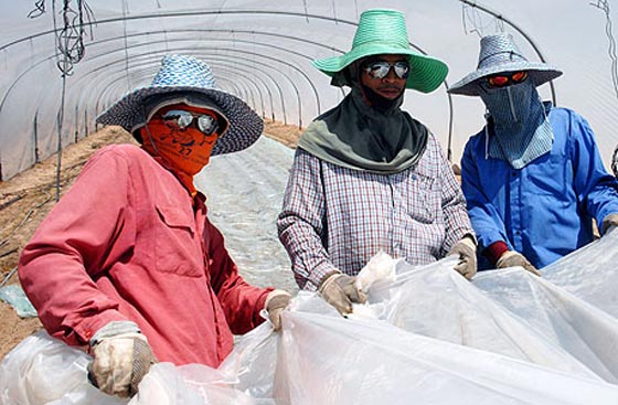 الصين تشترط على اسرائيل عدم تشغيل عمالها في المستوطنات  صورة رقم 4