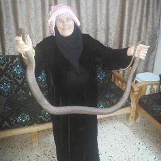 بالصور.. مسنة اردنية في السبعينيات تمسك أفعى سامة طولها متران صورة رقم 2