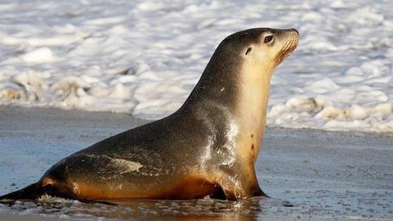 حوت ضخم يفشل في ابعاد اسد البحر عن ميناء استوريا صورة رقم 1 حوت ضخم يفشل في ابعاد اسد البحر عن ميناء استوريا صورة رقم 1