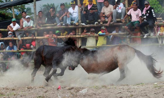 لقطات مدهشة من قتال الخيول الفلبينية في موسم التزاوج.. شاهدها وعش تجربة فريدة صورة رقم 1