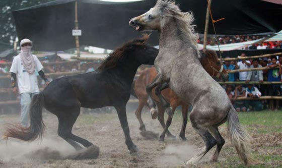لقطات مدهشة من قتال الخيول الفلبينية في موسم التزاوج.. شاهدها وعش تجربة فريدة صورة رقم 2