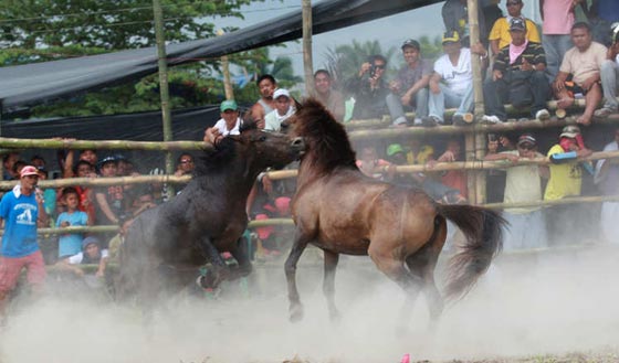 لقطات مدهشة من قتال الخيول الفلبينية في موسم التزاوج.. شاهدها وعش تجربة فريدة صورة رقم 3