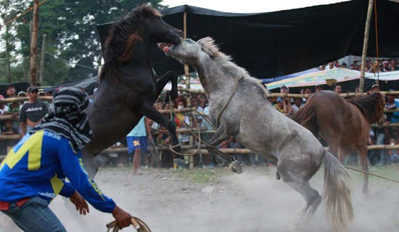 لقطات مدهشة من قتال الخيول الفلبينية في موسم التزاوج.. شاهدها وعش تجربة فريدة صورة رقم 4