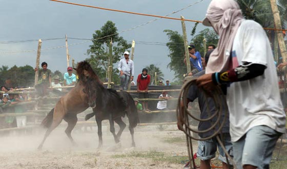 لقطات مدهشة من قتال الخيول الفلبينية في موسم التزاوج.. شاهدها وعش تجربة فريدة صورة رقم 5