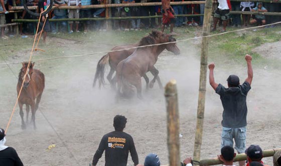 لقطات مدهشة من قتال الخيول الفلبينية في موسم التزاوج.. شاهدها وعش تجربة فريدة صورة رقم 7
