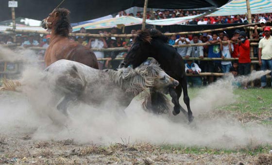 لقطات مدهشة من قتال الخيول الفلبينية في موسم التزاوج.. شاهدها وعش تجربة فريدة صورة رقم 9