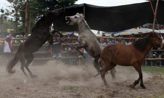 لقطات مدهشة من قتال الخيول الفلبينية في موسم التزاوج.. شاهدها وعش تجربة فريدة صورة رقم 10