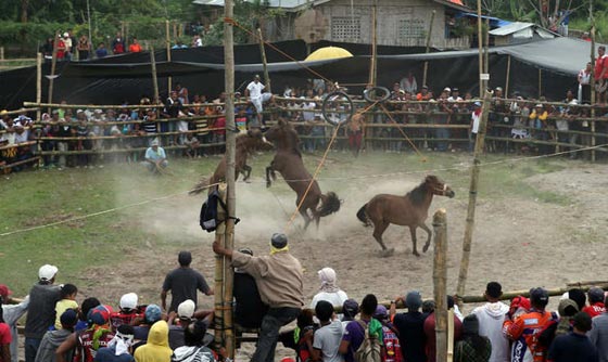 لقطات مدهشة من قتال الخيول الفلبينية في موسم التزاوج.. شاهدها وعش تجربة فريدة صورة رقم 11