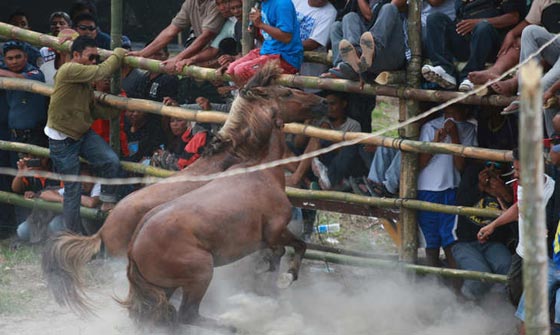 لقطات مدهشة من قتال الخيول الفلبينية في موسم التزاوج.. شاهدها وعش تجربة فريدة صورة رقم 12