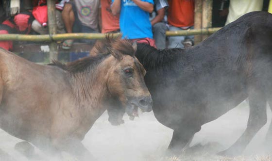 لقطات مدهشة من قتال الخيول الفلبينية في موسم التزاوج.. شاهدها وعش تجربة فريدة صورة رقم 13