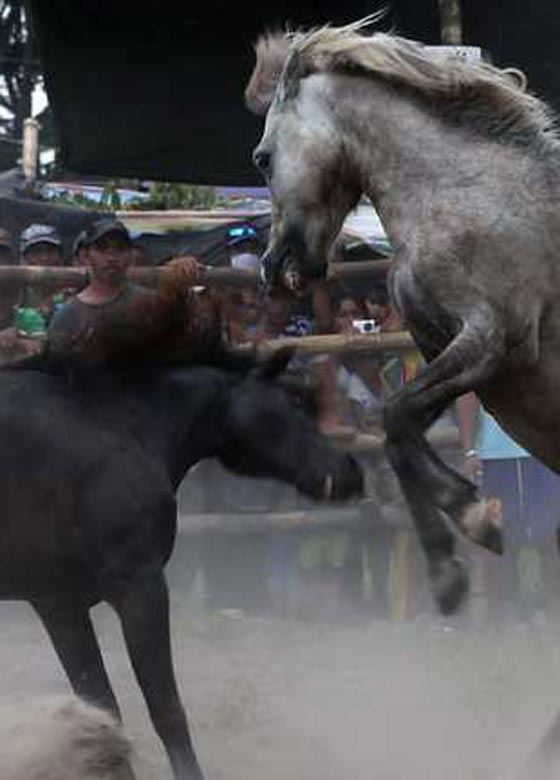لقطات مدهشة من قتال الخيول الفلبينية في موسم التزاوج.. شاهدها وعش تجربة فريدة صورة رقم 14