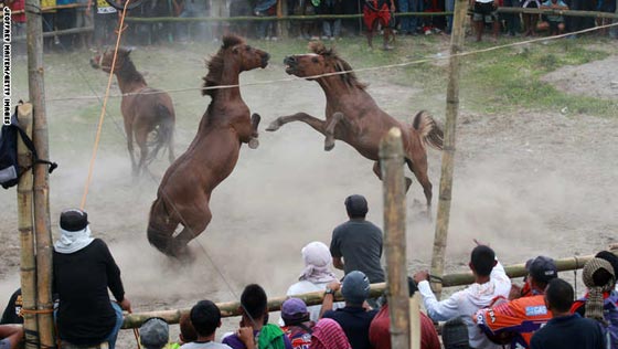 لقطات مدهشة من قتال الخيول الفلبينية في موسم التزاوج.. شاهدها وعش تجربة فريدة صورة رقم 15