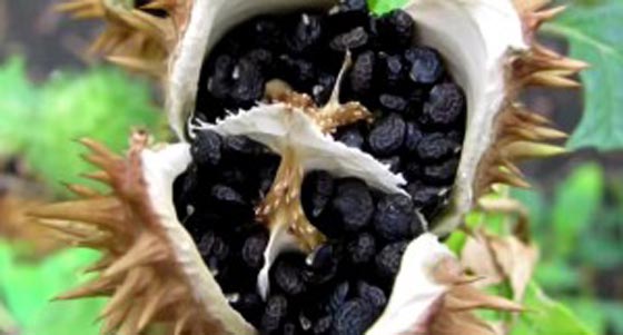 بالصور.. أغرب الطرق لاثبات الرجولة هل تجرؤ على تجريبها؟ صورة رقم 4 بالصور.. أغرب الطرق لاثبات الرجولة هل تجرؤ على تجريبها؟ صورة رقم 4