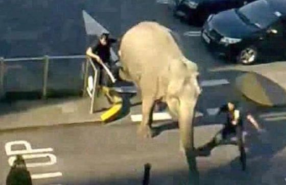 مقتل مسن الماني على يد انثى فيل.. هاربة من سيرك صورة رقم 1 مقتل مسن الماني على يد انثى فيل.. هاربة من سيرك صورة رقم 1