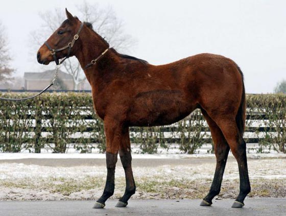 حصان الفرعون الامريكي ينقذ صاحبه المصري من الافلاس ويرفعه الى الصدارة!! صورة رقم 4