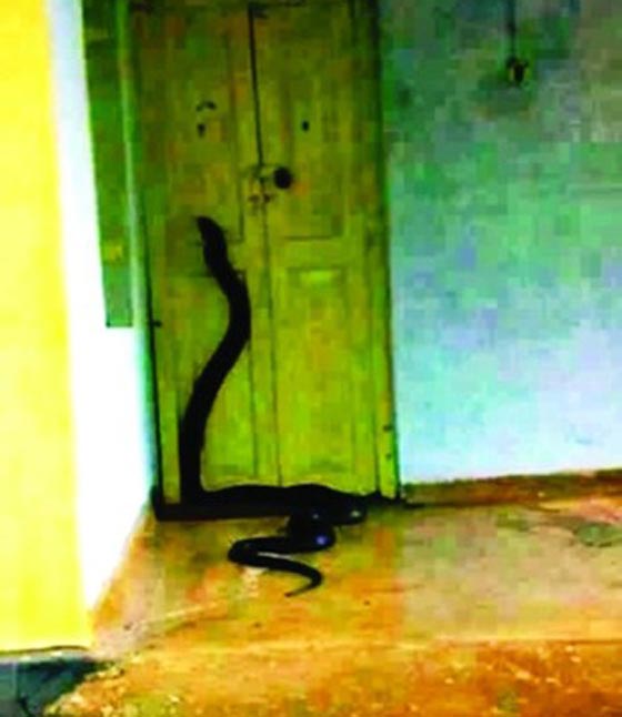 لبناني يعثر على افعى عملاقة طولها 3 امتار في منزله صورة رقم 1