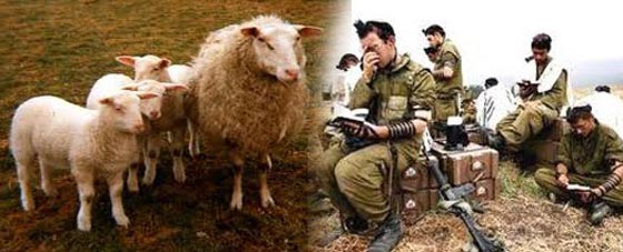 الجيش الاسرائيلي يحتجز قطيع اغنام بعدما فشل في خطف الراعي صورة رقم 1 الجيش الاسرائيلي يحتجز قطيع اغنام بعدما فشل في خطف الراعي صورة رقم 1