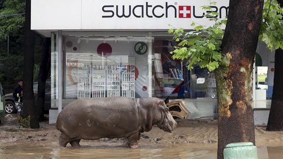 مقتل رجل على يد نمر ابيض هارب من حديقة الحيوانات في جورجيا صورة رقم 4