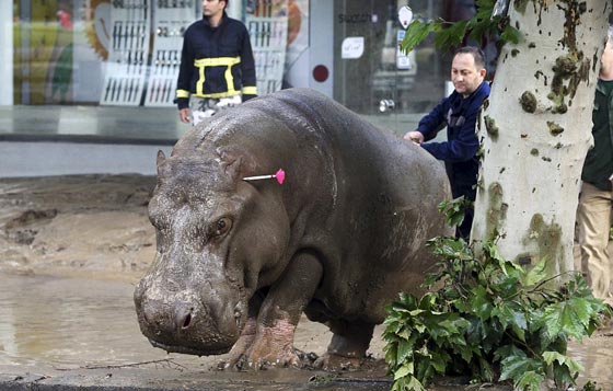 أسود ونمور ودببة تهرب الى شوارع جورجيا بسبب الفيضانات.. شاهد صورة رقم 6 أسود ونمور ودببة تهرب الى شوارع جورجيا بسبب الفيضانات.. شاهد صورة رقم 6