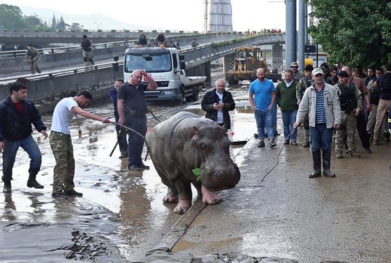أسود ونمور ودببة تهرب الى شوارع جورجيا بسبب الفيضانات.. شاهد صورة رقم 7 أسود ونمور ودببة تهرب الى شوارع جورجيا بسبب الفيضانات.. شاهد صورة رقم 7