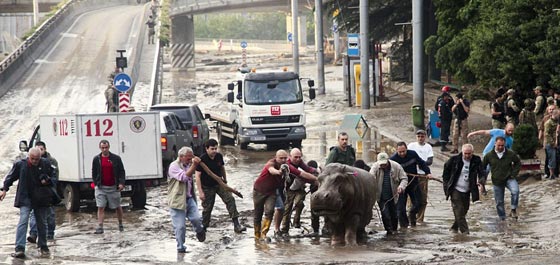 مقتل رجل على يد نمر ابيض هارب من حديقة الحيوانات في جورجيا صورة رقم 3