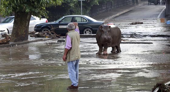 أسود ونمور ودببة تهرب الى شوارع جورجيا بسبب الفيضانات.. شاهد صورة رقم 10 أسود ونمور ودببة تهرب الى شوارع جورجيا بسبب الفيضانات.. شاهد صورة رقم 10