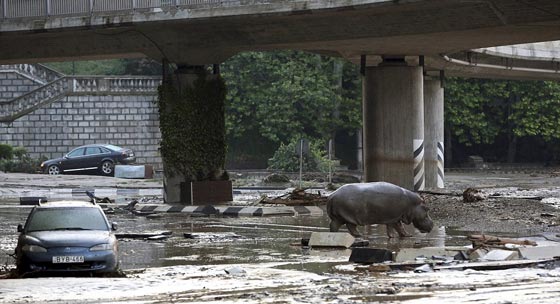 أسود ونمور ودببة تهرب الى شوارع جورجيا بسبب الفيضانات.. شاهد صورة رقم 11 أسود ونمور ودببة تهرب الى شوارع جورجيا بسبب الفيضانات.. شاهد صورة رقم 11
