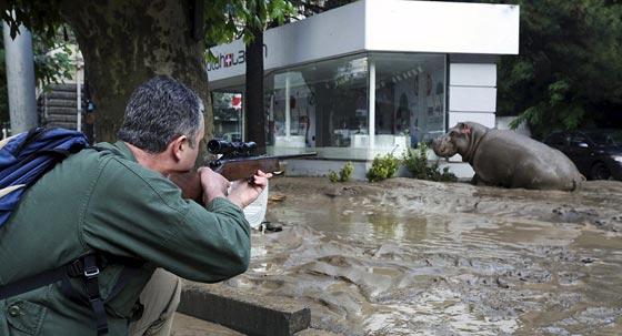 مقتل رجل على يد نمر ابيض هارب من حديقة الحيوانات في جورجيا صورة رقم 2