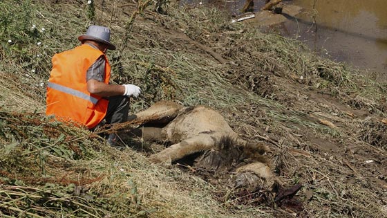 مقتل رجل على يد نمر ابيض هارب من حديقة الحيوانات في جورجيا صورة رقم 6