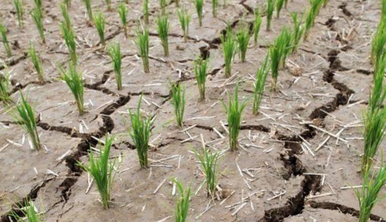 اسوأ جفاف يجتاح الاراضي الكورية الشمالية منذ مائة عام.. ندرة امطار وعطش الرز صورة رقم 1 اسوأ جفاف يجتاح الاراضي الكورية الشمالية منذ مائة عام.. ندرة امطار وعطش الرز صورة رقم 1