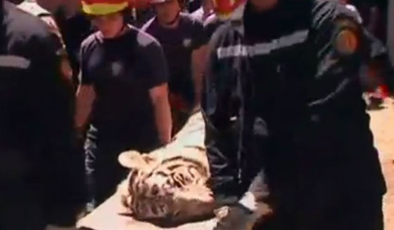 مقتل رجل على يد نمر ابيض هارب من حديقة الحيوانات في جورجيا صورة رقم 1