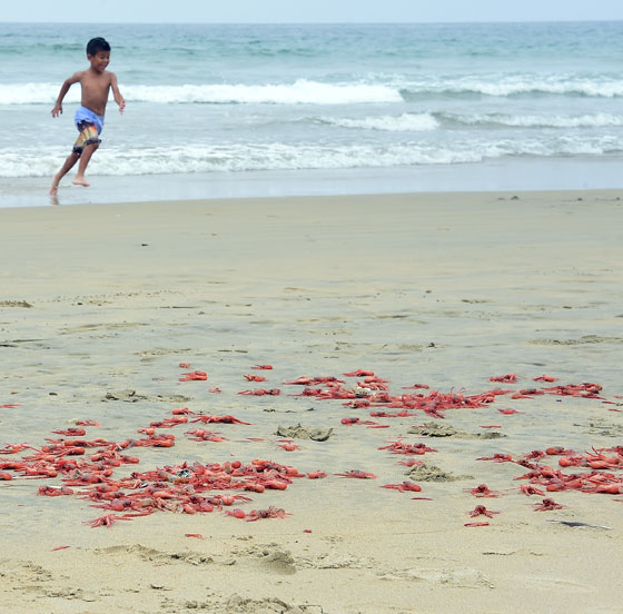 سرطان التونة يغزو شواطئ كاليفورنيا.. ويثير بلبلة سكانها  صورة رقم 4