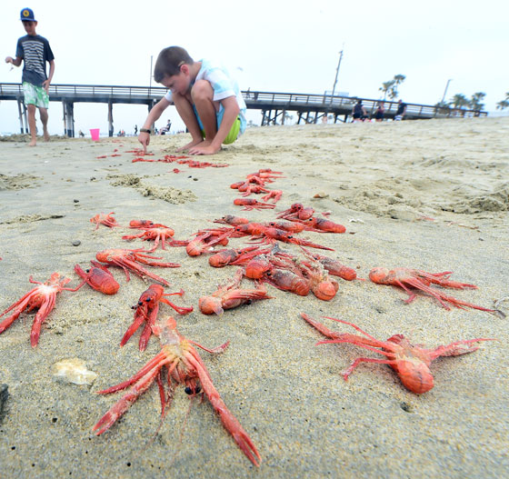 سرطان التونة يغزو شواطئ كاليفورنيا.. ويثير بلبلة سكانها  صورة رقم 6