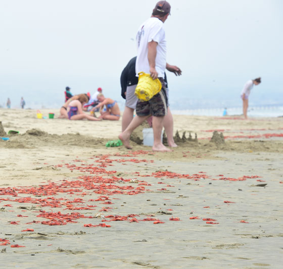 سرطان التونة يغزو شواطئ كاليفورنيا.. ويثير بلبلة سكانها  صورة رقم 7