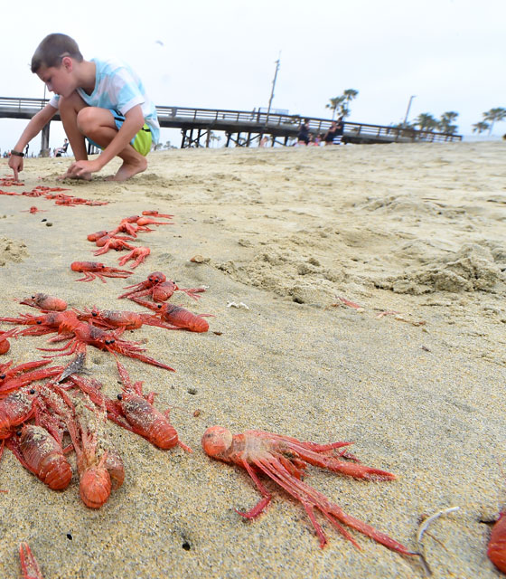 سرطان التونة يغزو شواطئ كاليفورنيا.. ويثير بلبلة سكانها  صورة رقم 9